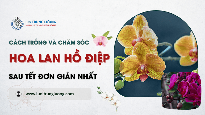 Một chậu lan hồ điệp đã được cắt bỏ vòi hoa cũ gọn gàng, với bộ lá xanh tươi và rễ khỏe mạnh nhú ra từ giá thể mới. Cây được đặt ở nơi thoáng mát, có ánh sáng tán xạ nhẹ.